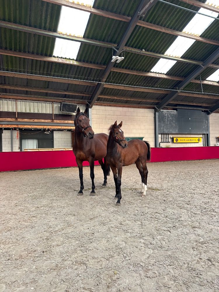 KWPN springpaard Merrie Donkerbruin te koop - Hoofdfoto