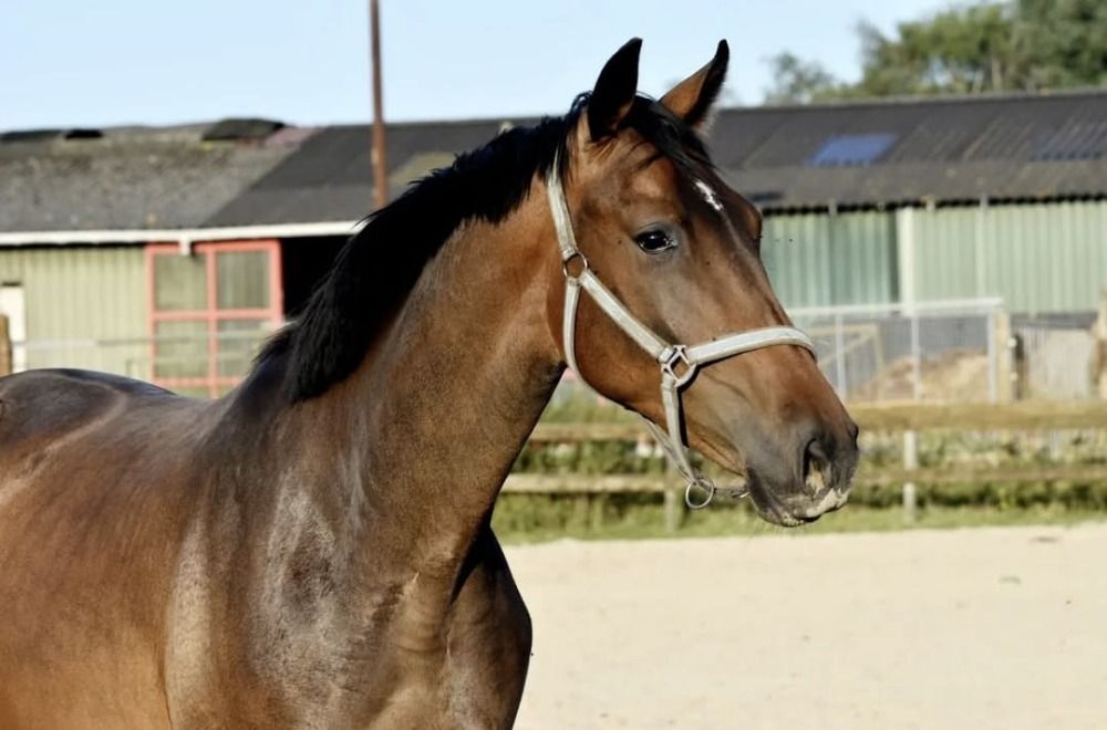 KWPN dressuurpaard Ruin 3 jaar Donkerbruin te koop - Foto 4