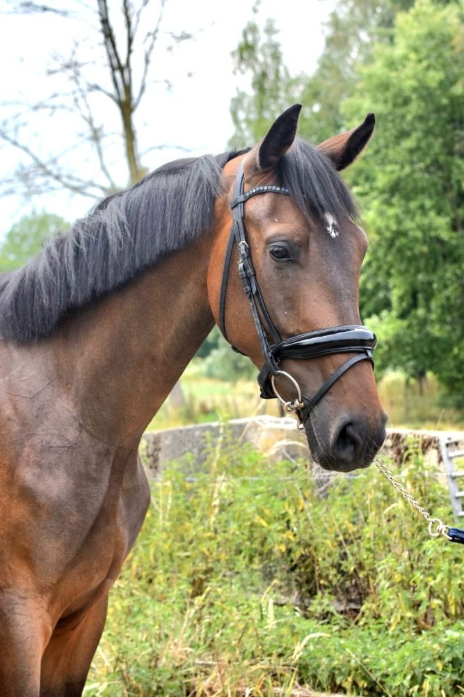 KWPN dressuurpaard Ruin 3 jaar Donkerbruin te koop - Foto 6