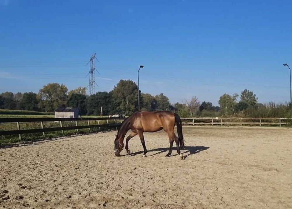 KWPN dressuurpaard Ruin 3 jaar Donkerbruin te koop - Foto 3