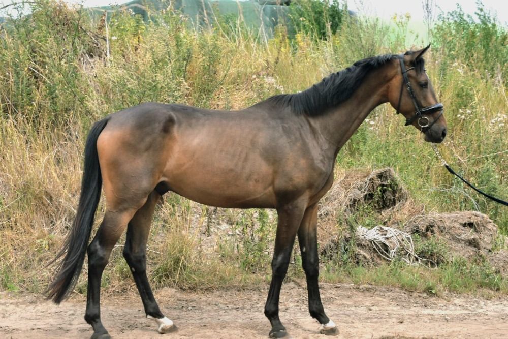 KWPN dressuurpaard Ruin 3 jaar Donkerbruin te koop - Foto 5
