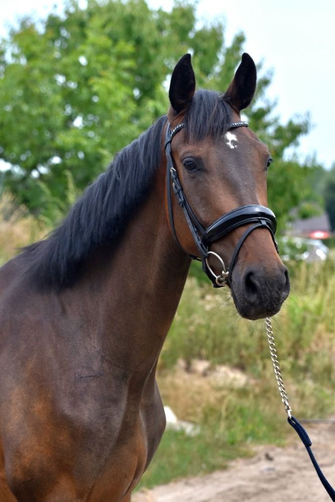 Bellany x Expression x Oscar x Apollonius xx