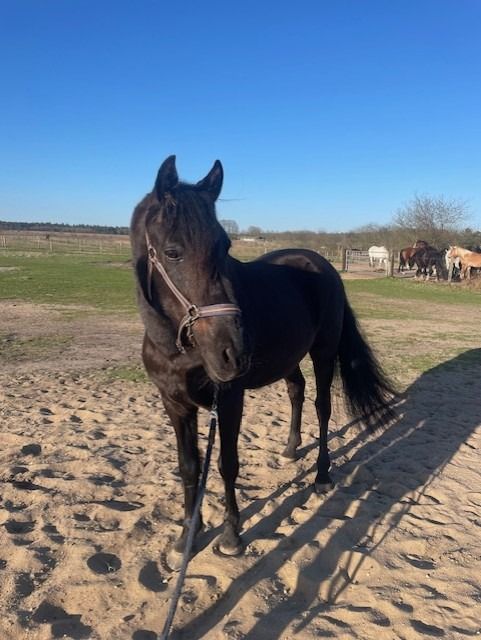 Mooie E pony, PRE, 15 jaar