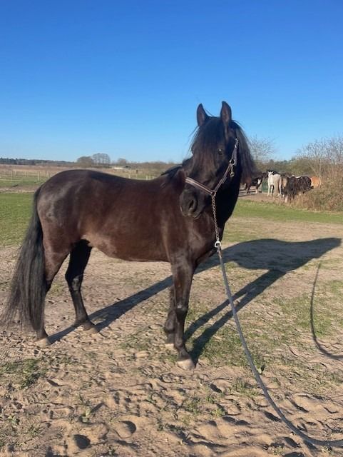 recreatie pony Ruin 15 jaar Zwart te koop - Foto 2