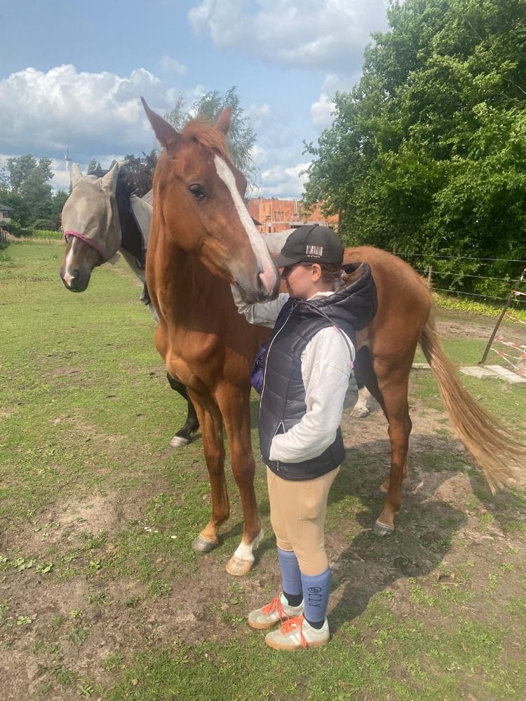 KWPN dressuurpaard Merrie 3 jaar Vos te koop - Hoofdfoto