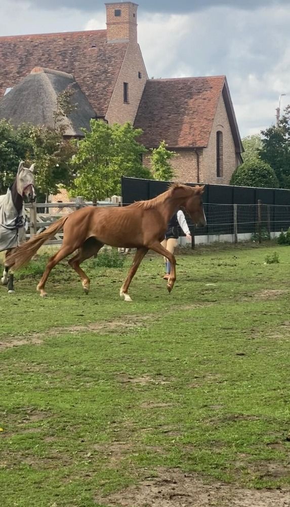 KWPN dressuurpaard Merrie 3 jaar Vos te koop - Foto 2