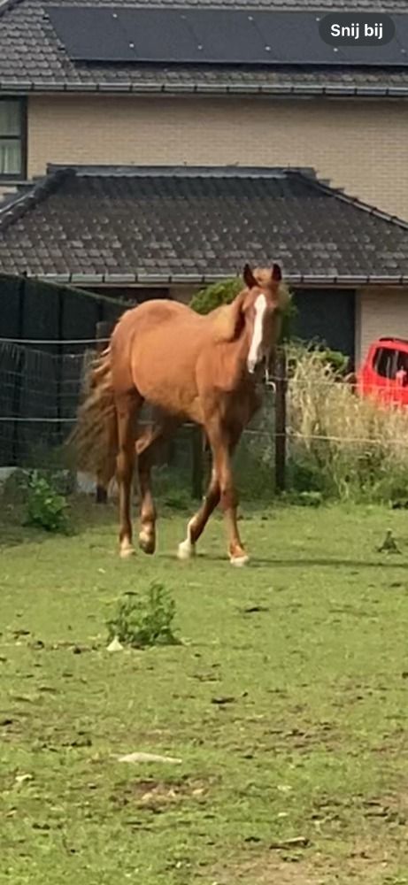 KWPN dressuurpaard Merrie 3 jaar Vos te koop - Foto 3