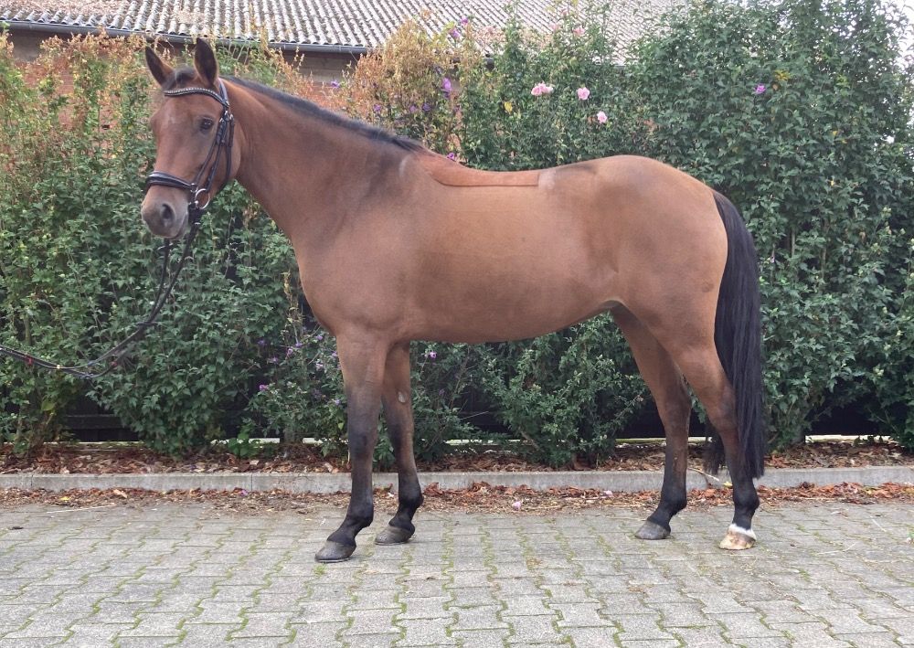 New Forest springpony Merrie 6 jaar Bruin te koop - Foto 3