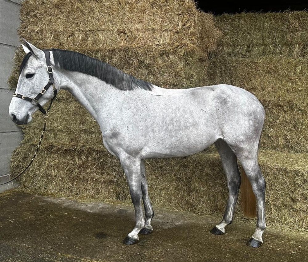Zangersheide springpaard Merrie 5 jaar Schimmel te koop - Foto 2