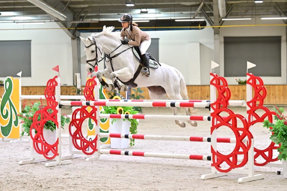 Westfalen springpaard Merrie 10 jaar Schimmel te koop - Foto 5