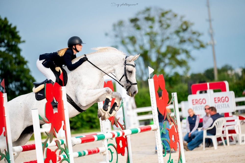 Westfalen springpaard Merrie 10 jaar Schimmel te koop - Foto 3