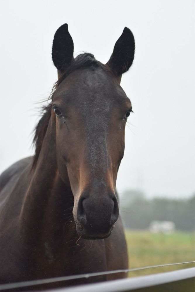 BWP springpaard Ruin Donkerbruin te koop - Foto 2