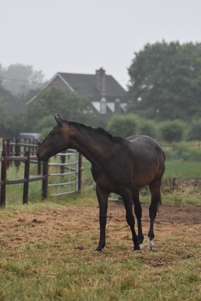 4 jarige brave ruin met potentie voor toekomst (Pegase vh Ruytershof)