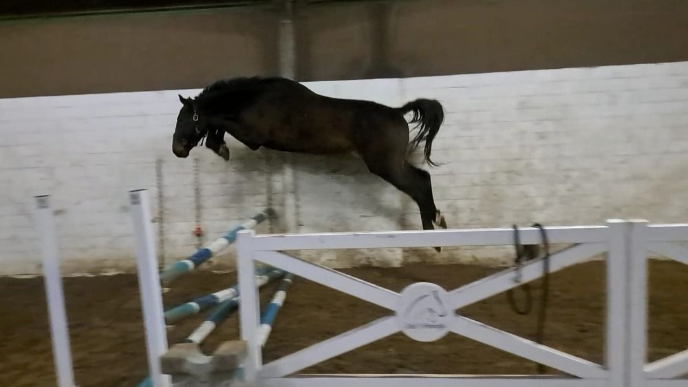 BWP springpaard Ruin Donkerbruin te koop - Foto 3