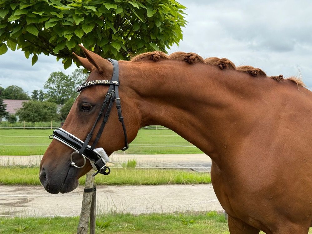 Magnifique poney de sport de 7 ans à vendre