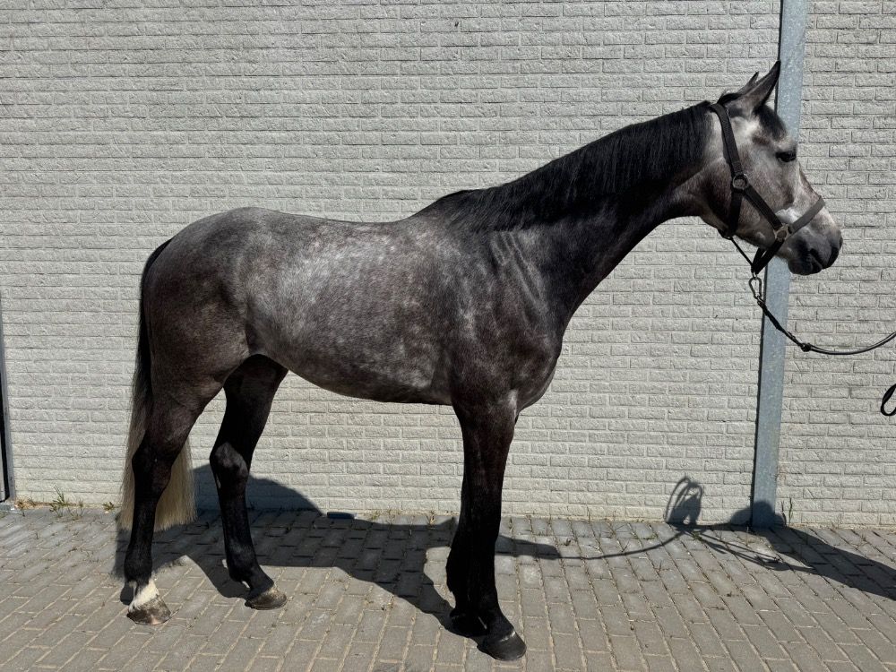 Zangersheide springpaard Ruin 6 jaar Schimmel te koop - Foto 4
