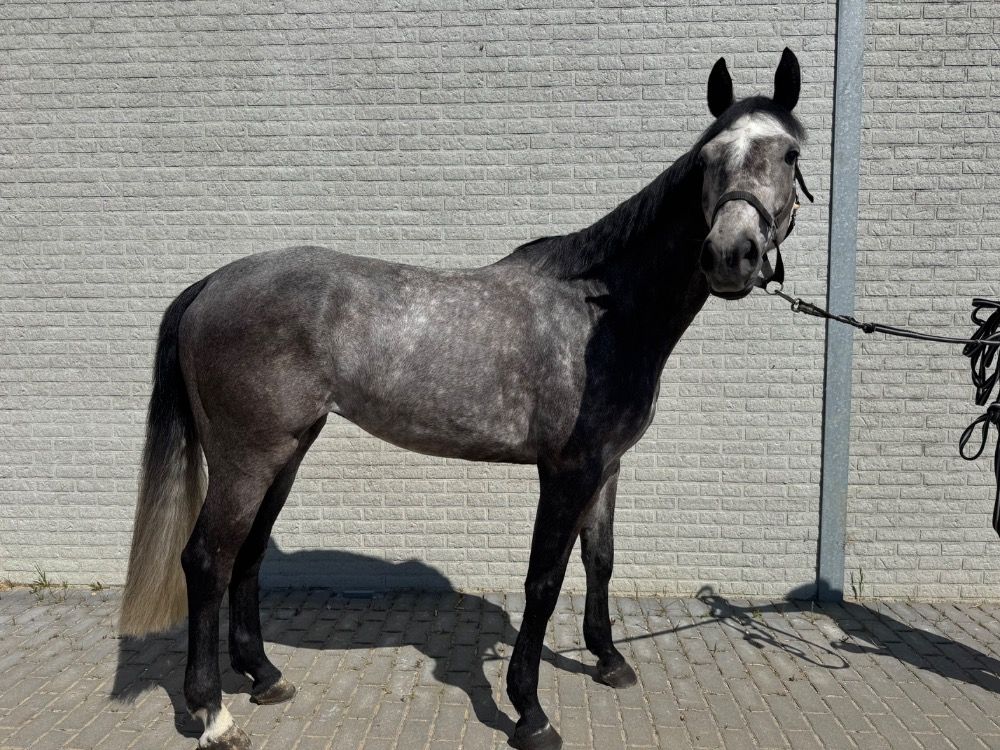 Zangersheide springpaard Ruin 6 jaar Schimmel te koop - Foto 2