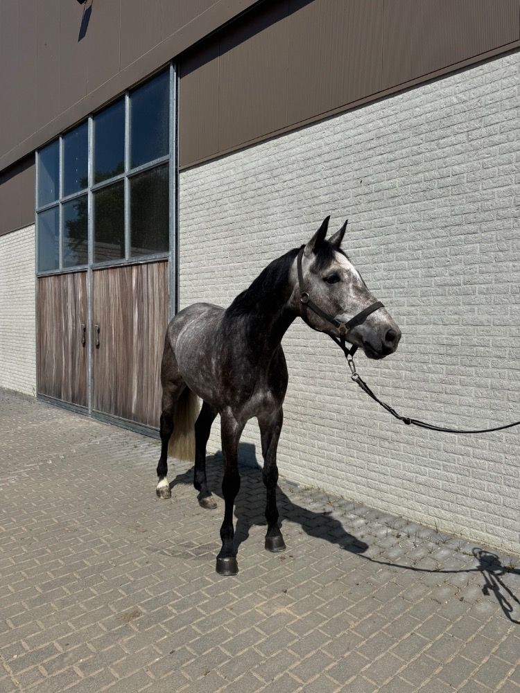 Zangersheide springpaard Ruin 6 jaar Schimmel te koop - Foto 3