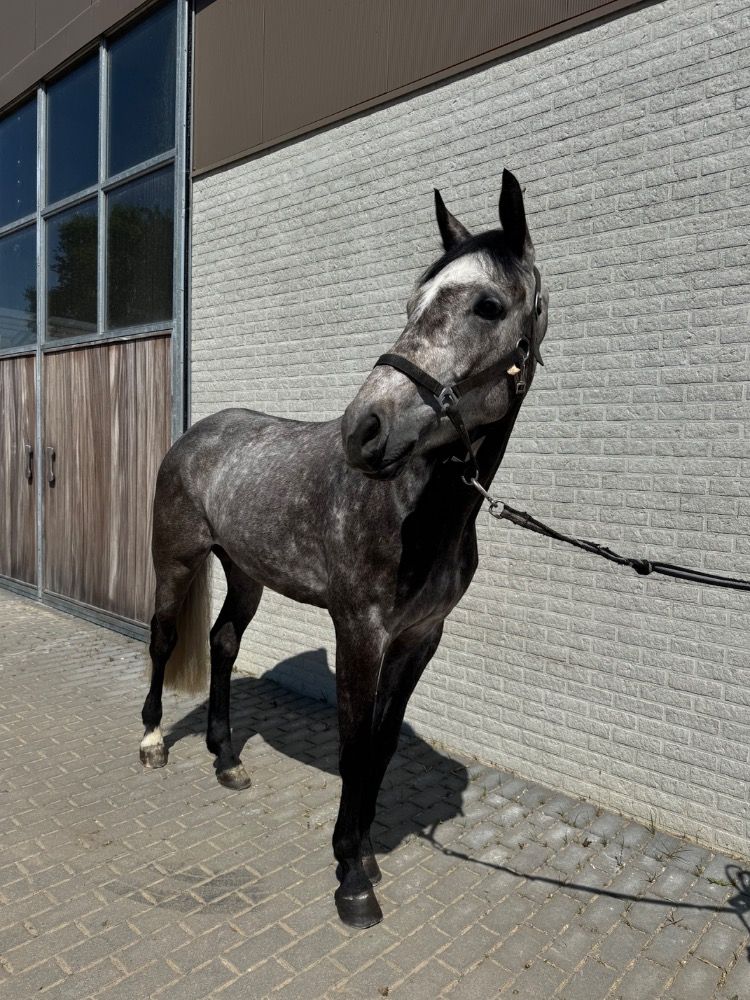 6 jarige ruin met veel potentieel