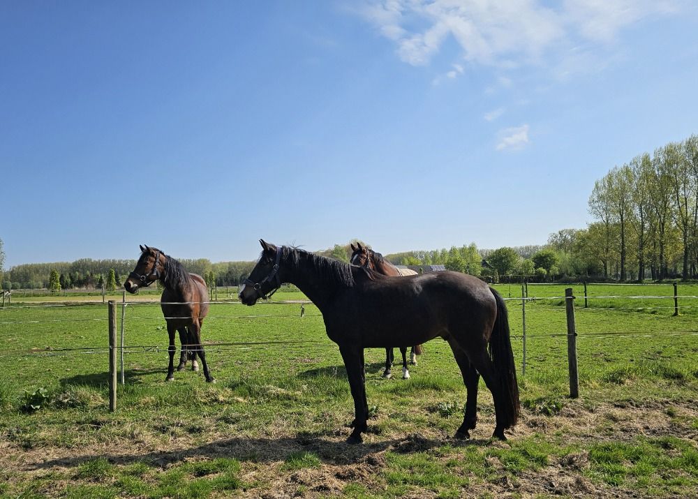 Zwartbruine 3 jarige lieve ruin