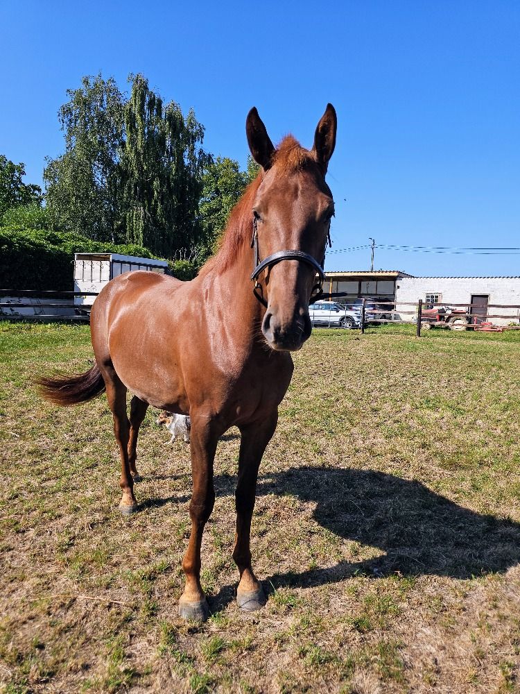 BWP dressuurpaard Merrie 2 jaar Vos te koop - Foto 2