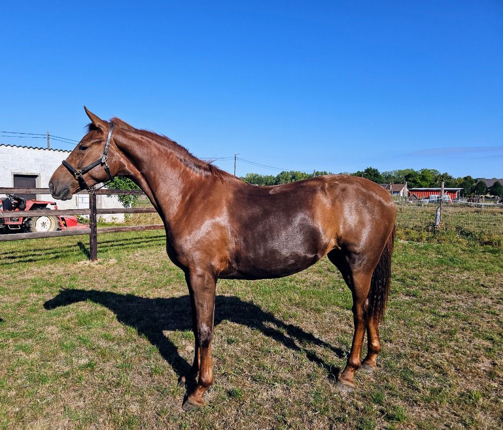 BWP dressuurpaard Merrie 2 jaar Vos te koop - Foto 5