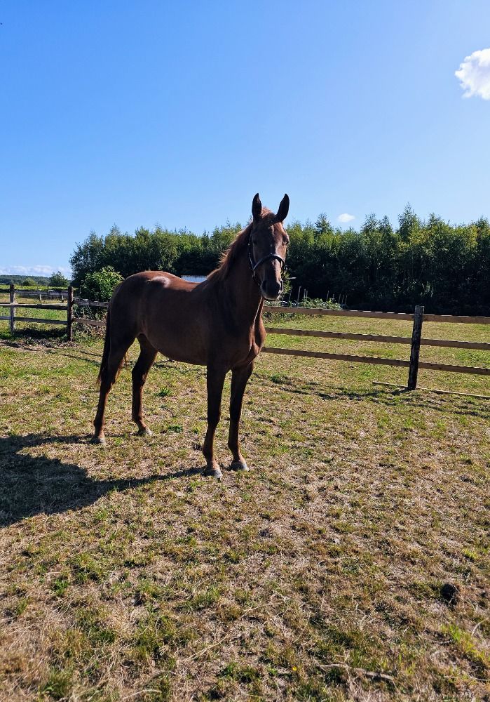 BWP dressuurpaard Merrie 2 jaar Vos te koop - Foto 4