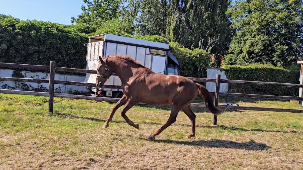 BWP dressuurpaard Merrie 2 jaar Vos te koop - Foto 3