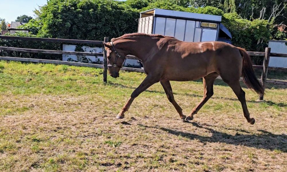 BWP dressuurpaard Merrie 2 jaar Vos te koop - Hoofdfoto
