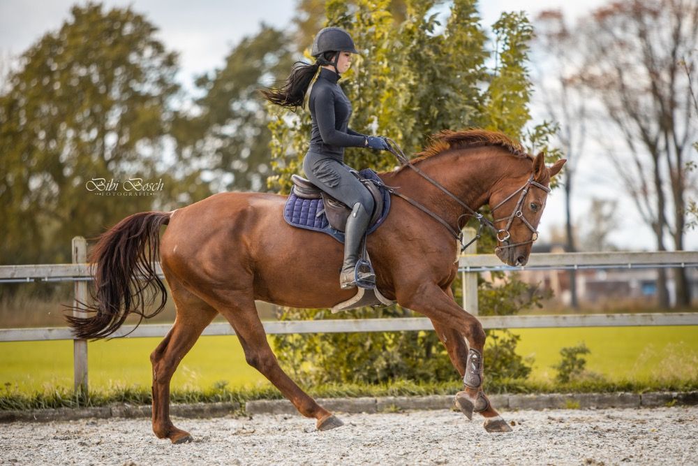 BWP springpaard Merrie 7 jaar Vos te koop - Foto 4