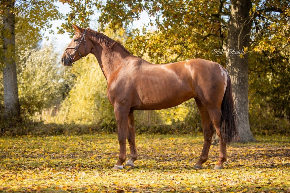 BWP springpaard Merrie 7 jaar Vos te koop - Foto 3