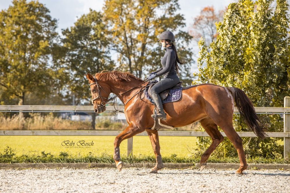 BWP springpaard Merrie 7 jaar Vos te koop - Foto 2