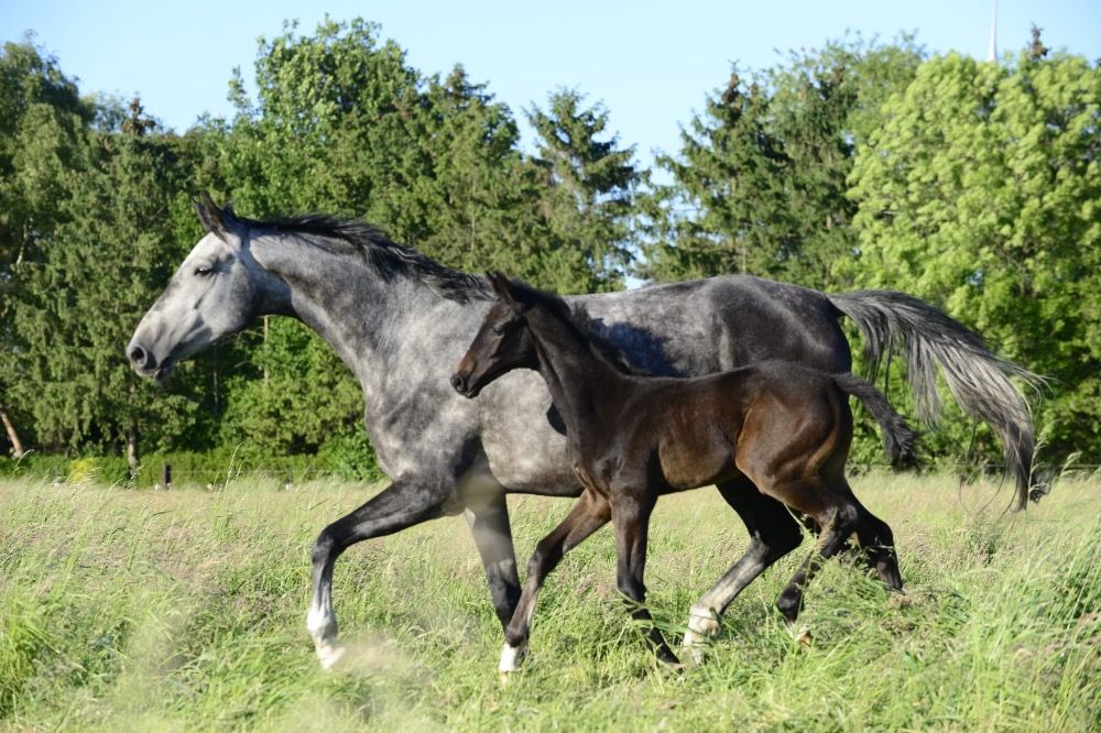 Oldenburg dressuurpaard Hengst Zwart te koop - Foto 2