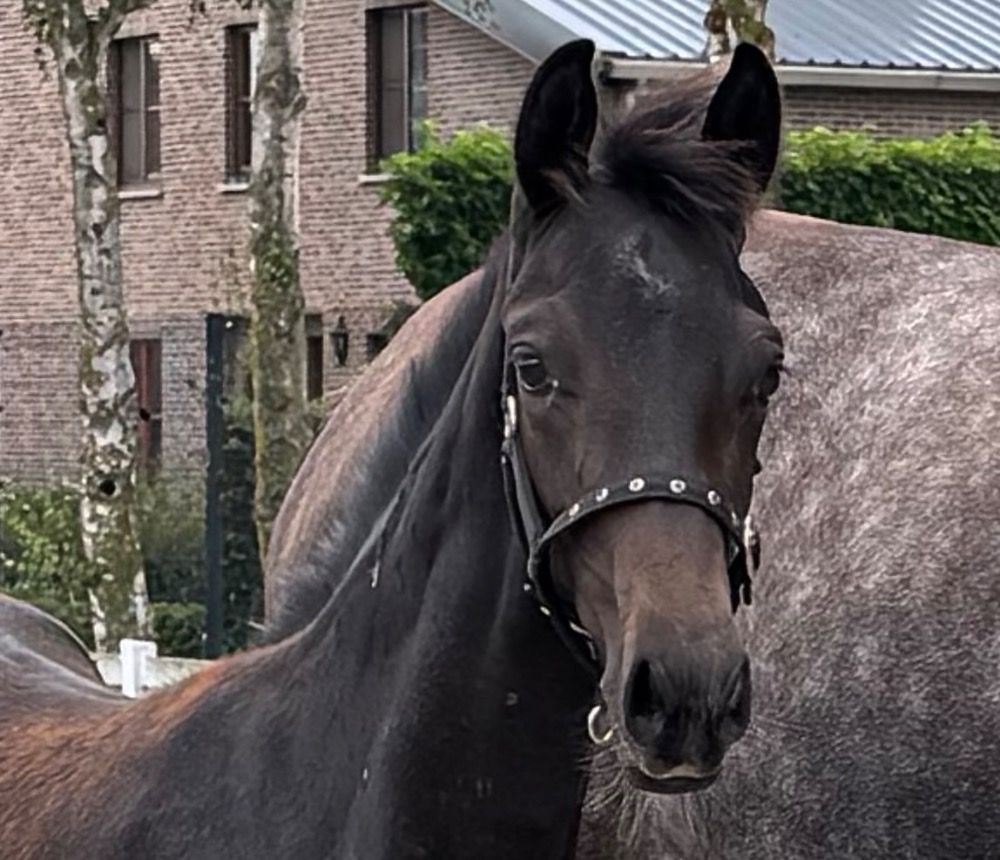 Oldenburg dressuurpaard Hengst Zwart te koop - Hoofdfoto