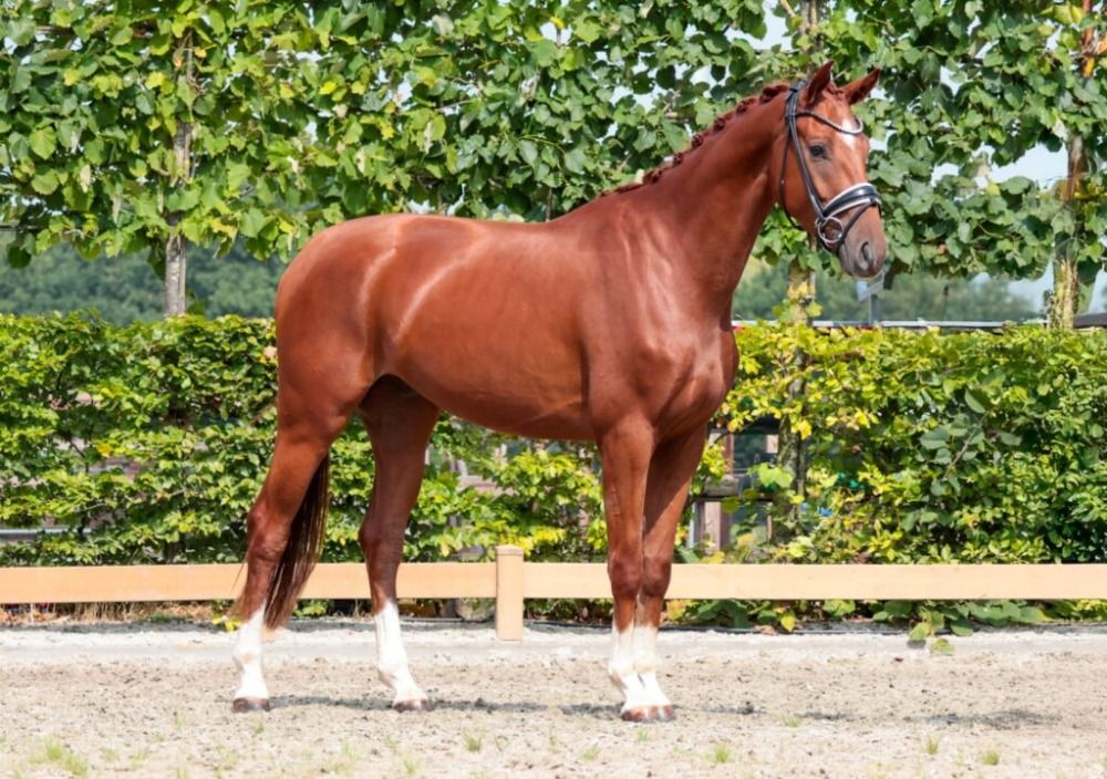 ruige 3 jarige ruin