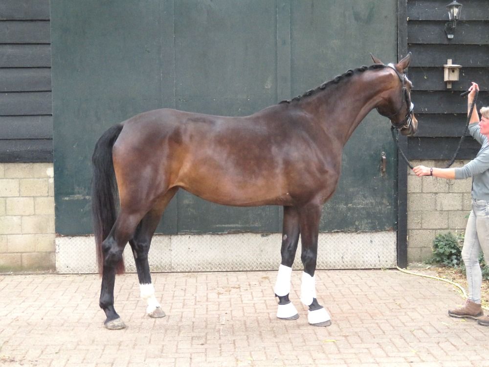 KWPN dressuurpaard Merrie 3 jaar Donkerbruin te koop - Foto 3