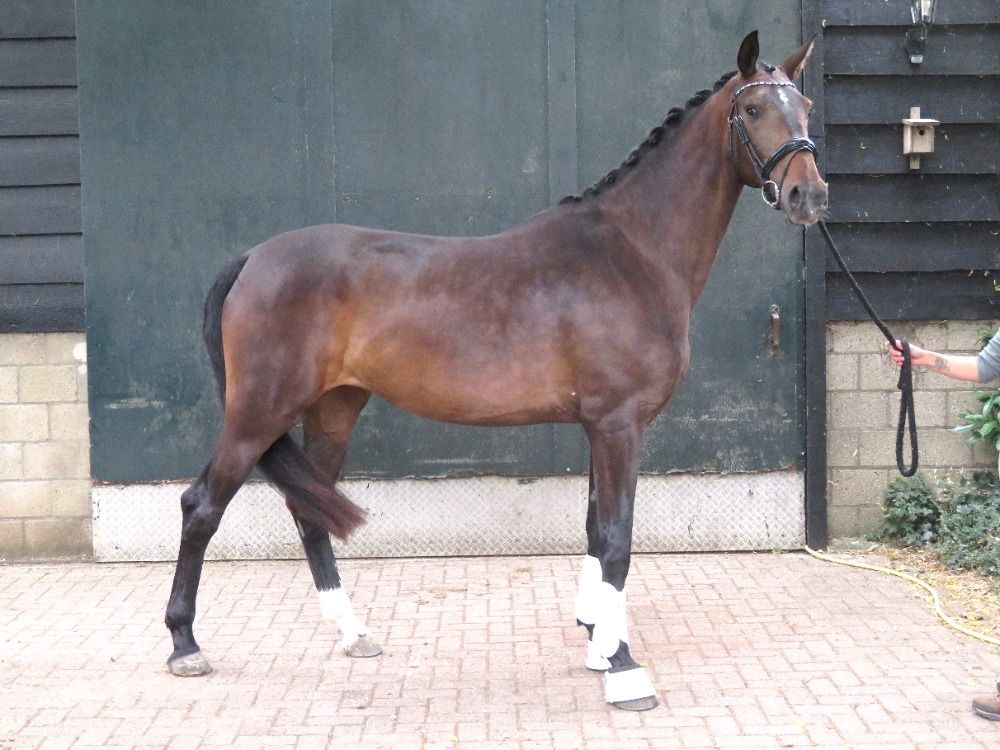 KWPN dressuurpaard Merrie 3 jaar Donkerbruin te koop - Foto 2