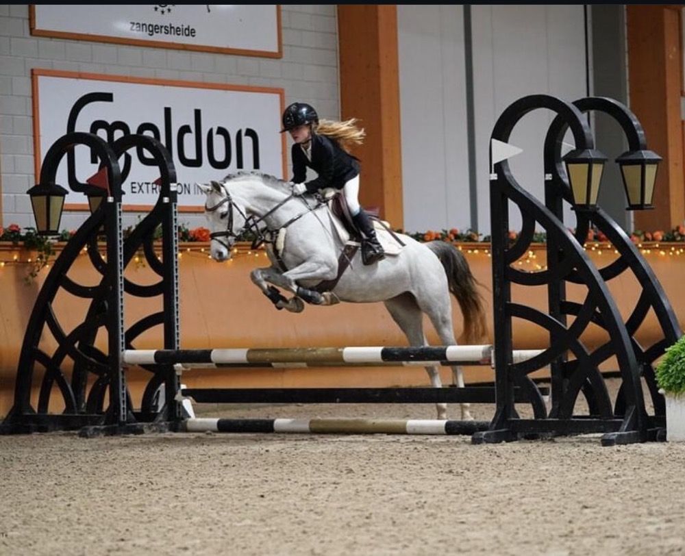 Welsh allround-pony 8 jaar Schimmel te koop - Foto 2