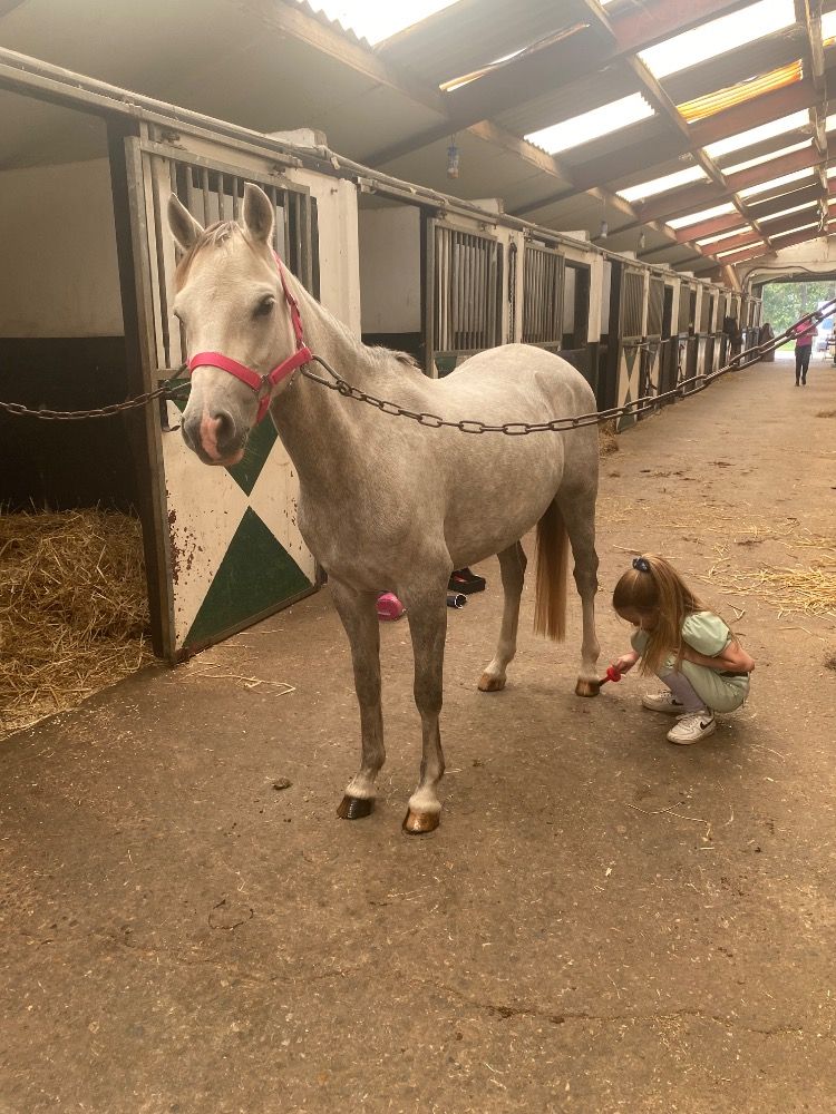 Welsh allround-pony 8 jaar Schimmel te koop - Foto 6