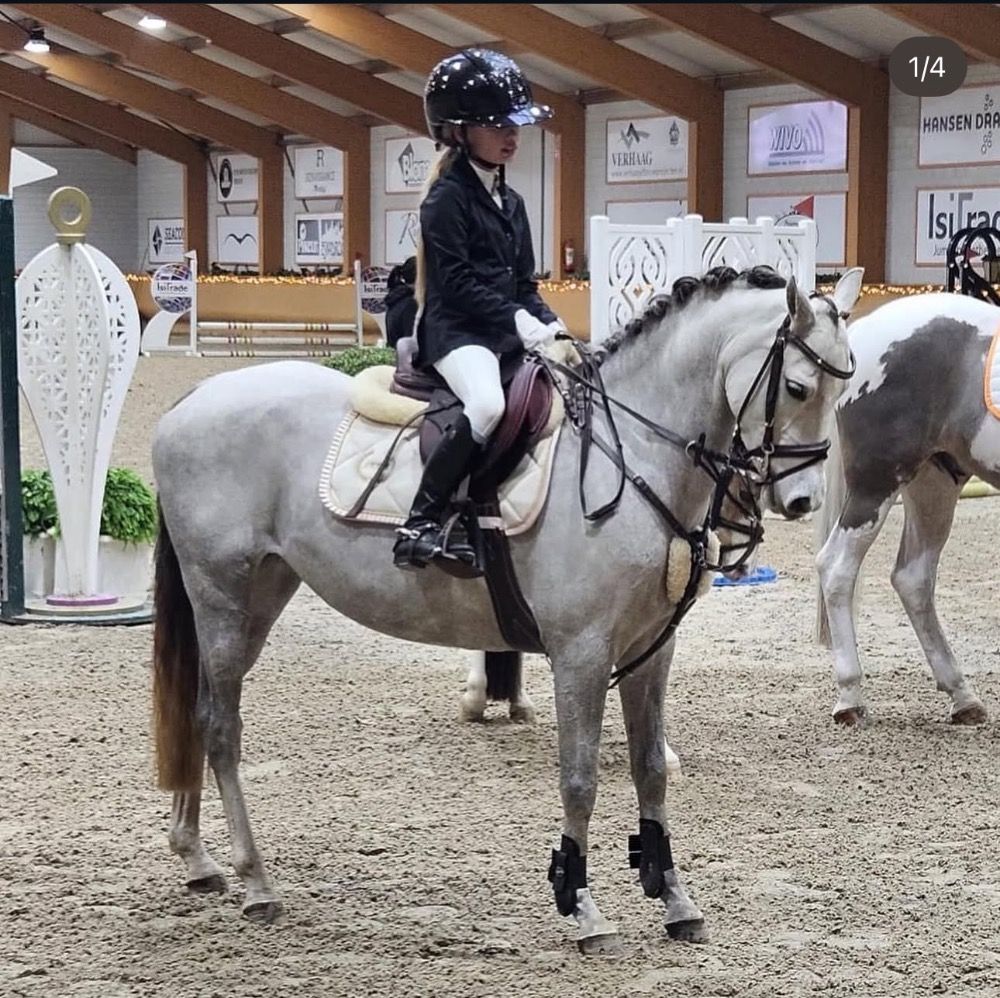 Welsh allround-pony 8 jaar Schimmel te koop - Foto 5