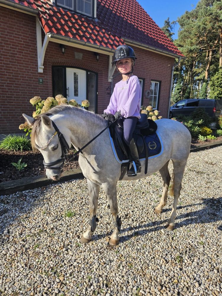 Welsh allround-pony 8 jaar Schimmel te koop - Foto 4