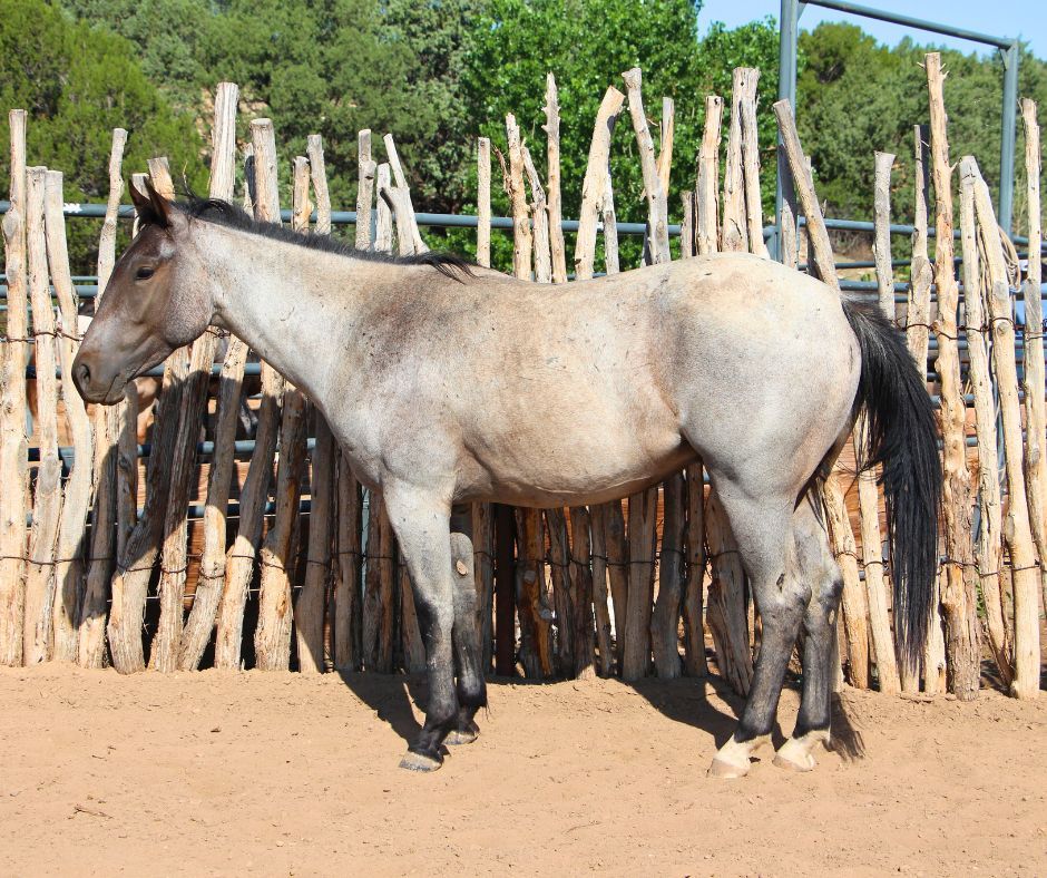quarter-horse western-paard ruin 5 jaar te koop - Foto 2