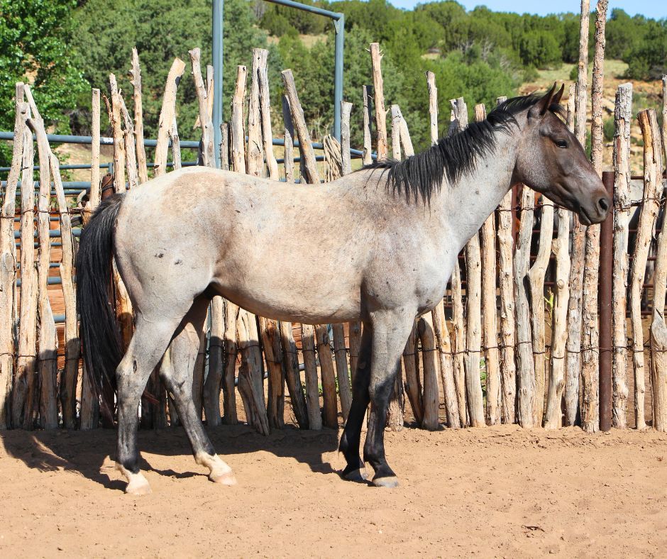 quarter-horse western-paard ruin 5 jaar te koop - Foto 3
