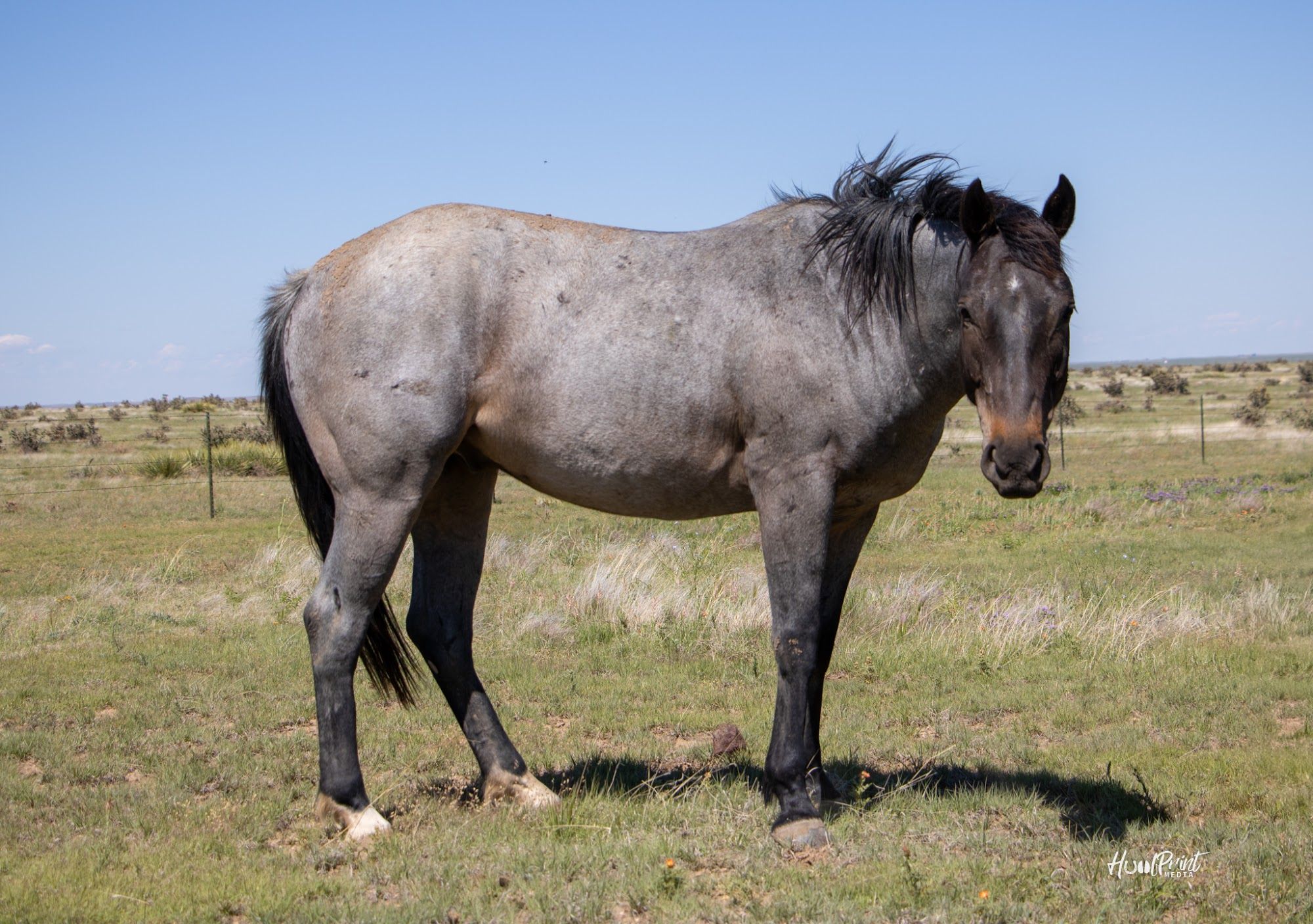 quarter-horse western-paard ruin 5 jaar te koop - Foto 4