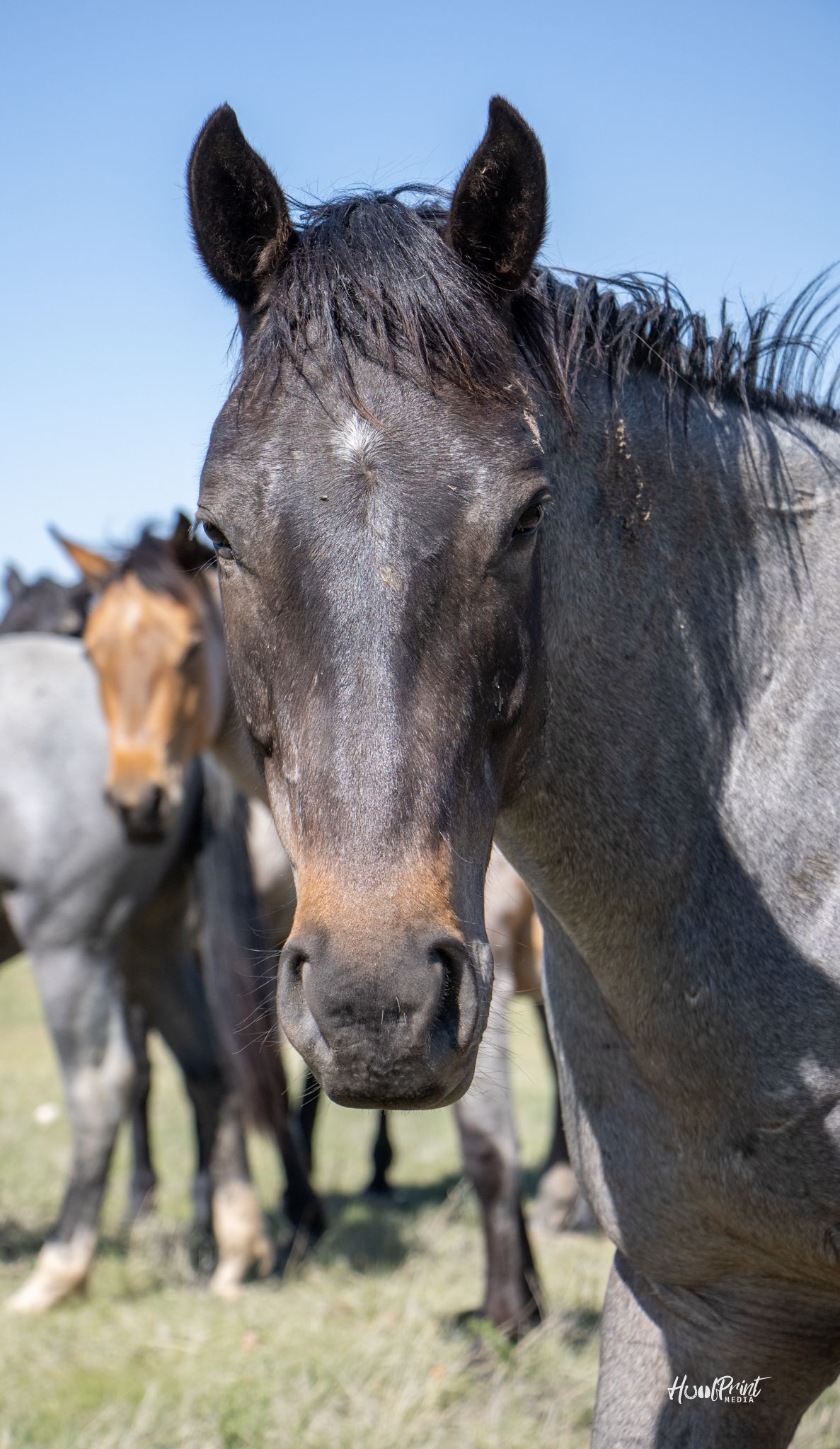 quarter-horse western-paard ruin 5 jaar te koop - Foto 5