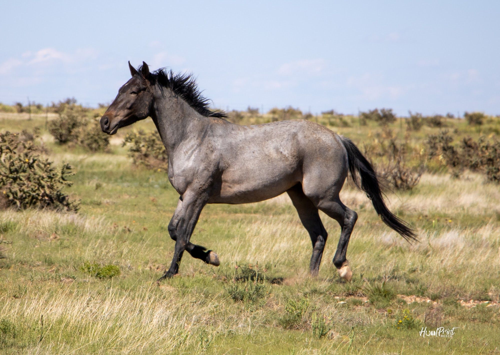 quarter-horse western-paard ruin 5 jaar te koop - Foto 6