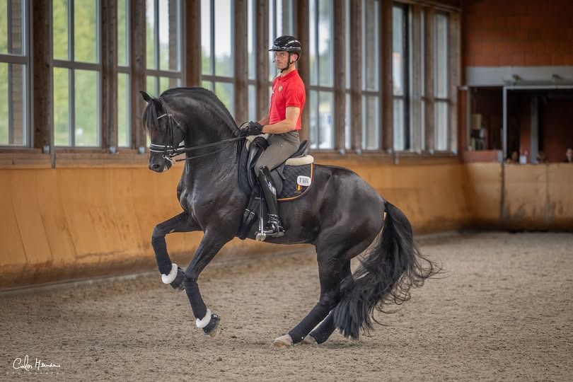 Oldenburg dressuurpaard Merrie 10 jaar Donkerbruin te koop - Foto 2