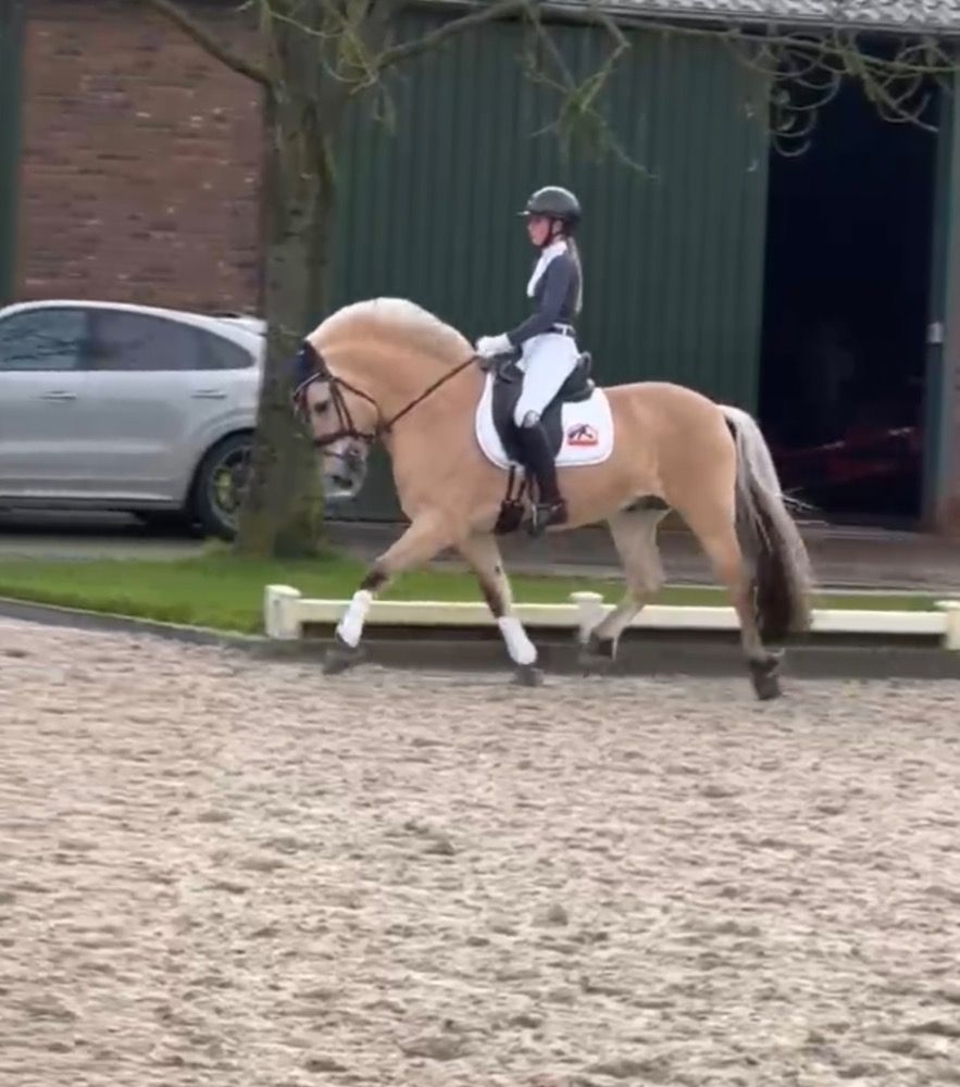 Ander stamboek dekhengst Hengst 7 jaar Andere te koop - Foto 4