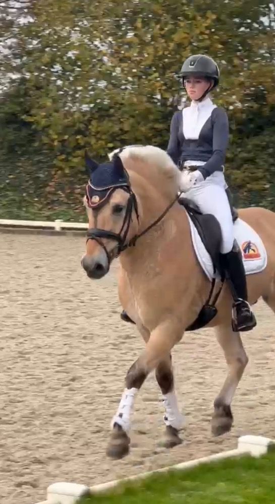 Ander stamboek dekhengst Hengst 7 jaar Andere te koop - Foto 3