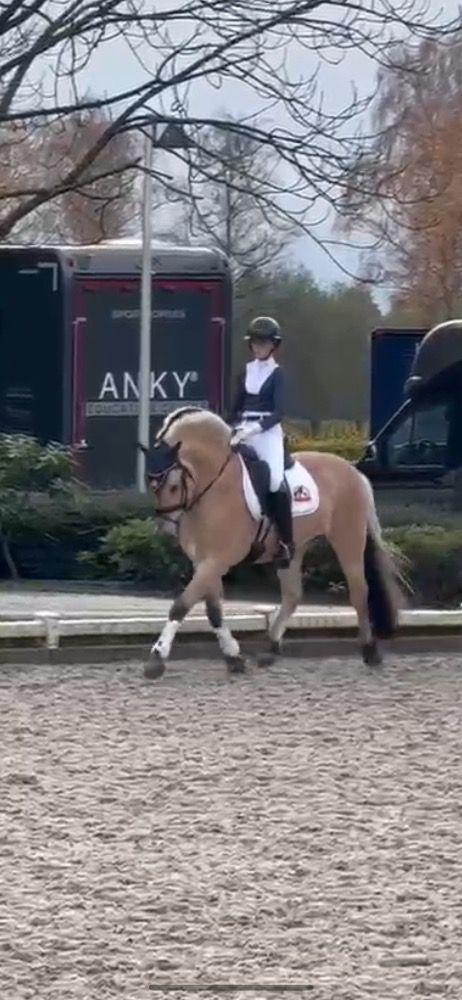 Ander stamboek dekhengst Hengst 7 jaar Andere te koop - Foto 6